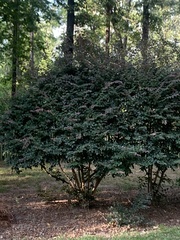 Loropetalum chinense