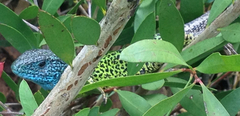Lacerta schreiberi