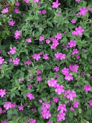 Geranium