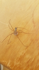 Pholcus phalangioides