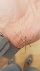 Pholcus phalangioides