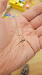 Pholcus phalangioides