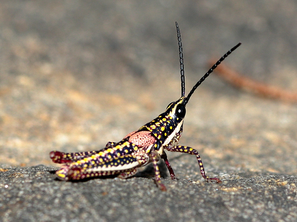 Queensland Spotted Pyrgomorph