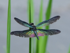 Rhyothemis plutonia
