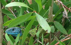 Lacerta schreiberi