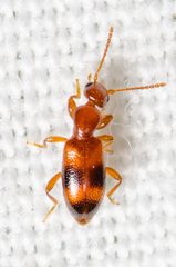 Vacusus vicinus