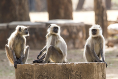 Northern Plains Gray Langur photo 4