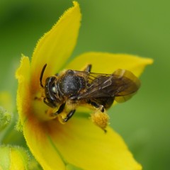 Macropis