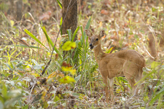 Tetracerus quadricornis