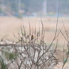 Ficedula mugimaki