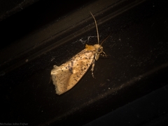 Azaleodes micronipha
