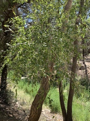 Populus × acuminata