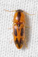 Aeolus scutellatus