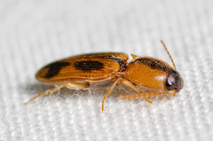 Aeolus scutellatus