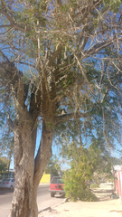 Tamarindus indica