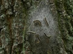 Thaumetopoea processionea