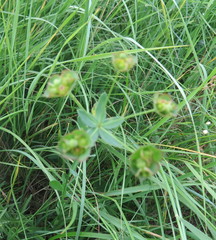 Euphorbia microcarpa