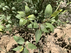 Populus × acuminata