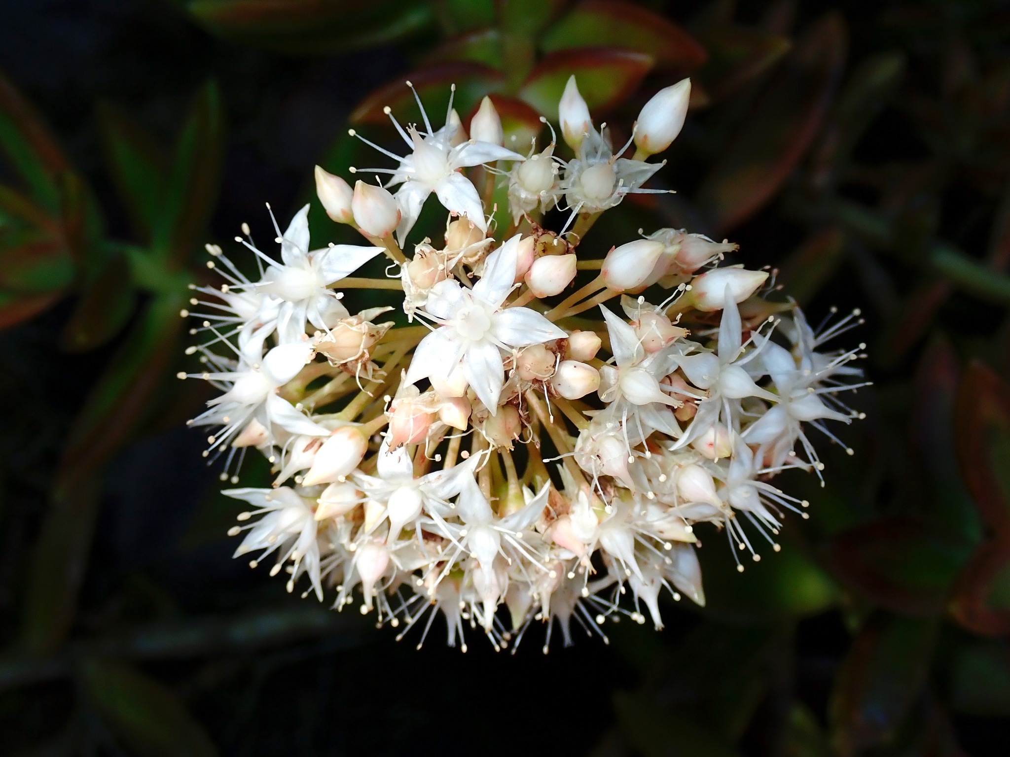 Imagem de Sedum rubrotinctum