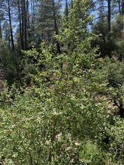 Populus × acuminata