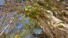 Tamarindus indica