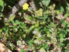 Crepis micrantha