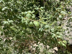 Populus × acuminata