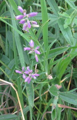 Polygala comosa
