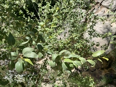 Populus × acuminata
