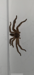 Araneae