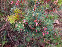 Brachyloma ericoides