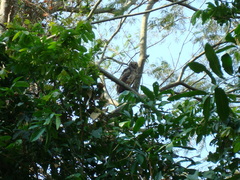 Bubo virginianus