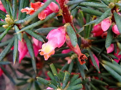 Brachyloma ericoides