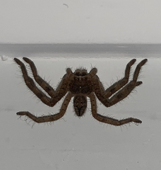 Araneae