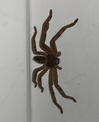Araneae