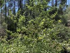 Populus × acuminata