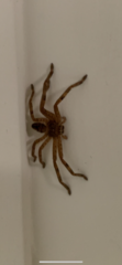 Araneae
