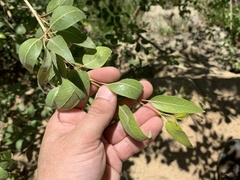 Populus × acuminata