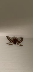 Araneae