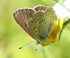 Lycaena tityrus subalpina