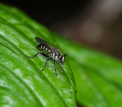 Laphriini