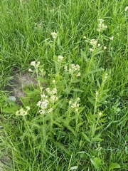Achillea millefolium