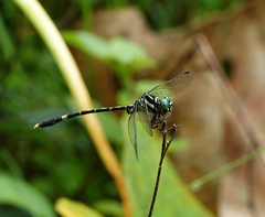 Orientogomphus indicus