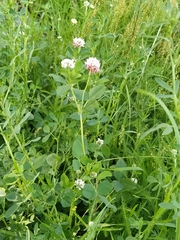 Trifolium hybridum