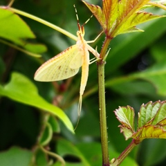 Potamanthus formosus