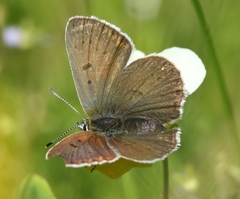 Lycaena tityrus subalpina