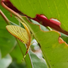 Potamanthus formosus