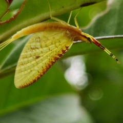 Potamanthus formosus