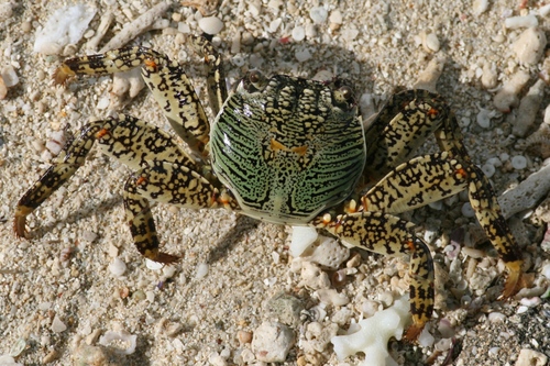 Mottled Lightfoot Crab, photo 5 of 7