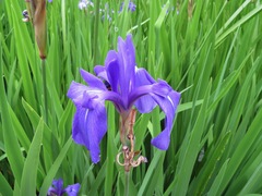 Iris laevigata
